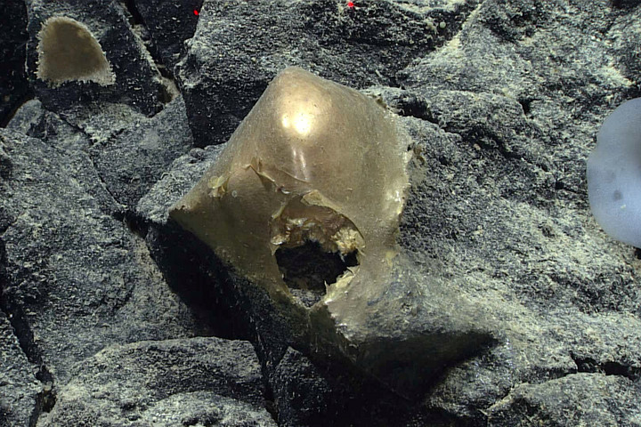 Fotó: NorthFoto/© NOAA Ocean Exploration/SWNS Titokzatos aranygömböt találtak az óceán fenekén
