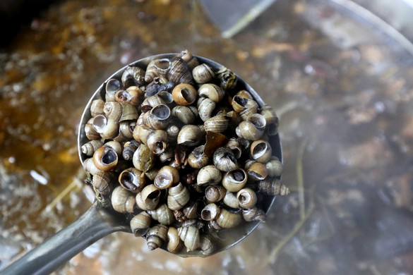 A meg nem valósuló csigafeldolgozó esete