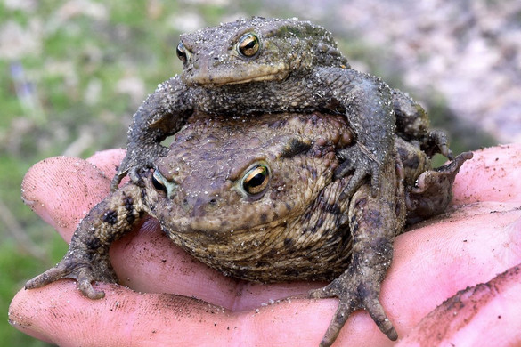 Nem kell őket csókolgatni, de az életüket megmenthetjük