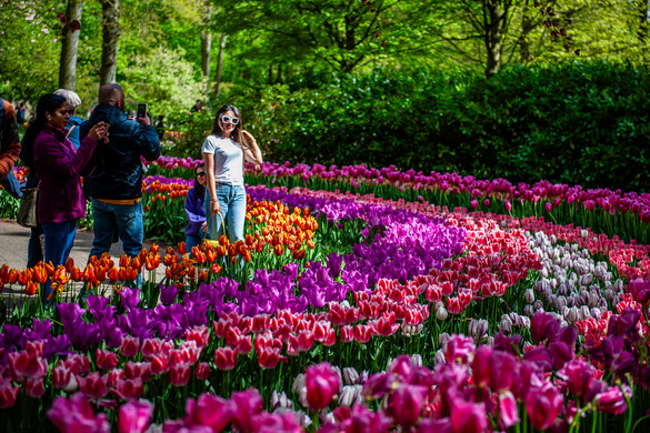 Kezdődik a tulipánvarázs Hollandiában