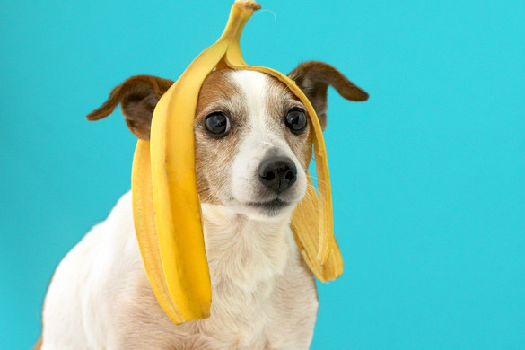 Fotó: Northfoto A szemétben landol, pedig tele van antioxidánsokkal, ásványi anyagokkal és vitaminokkal