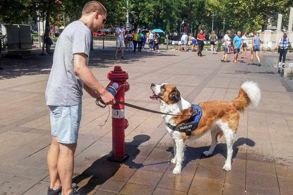 Rájöttek, hogyan lehet lassítani a kutyák öregedését