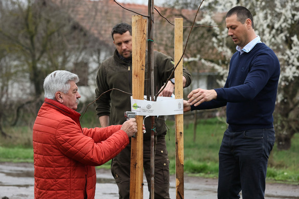 Több mint húszezer fát ültetnek országszerte