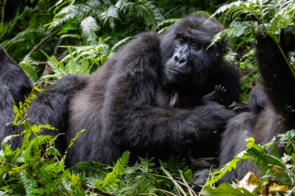 Ínyenc gorillák Kongóban