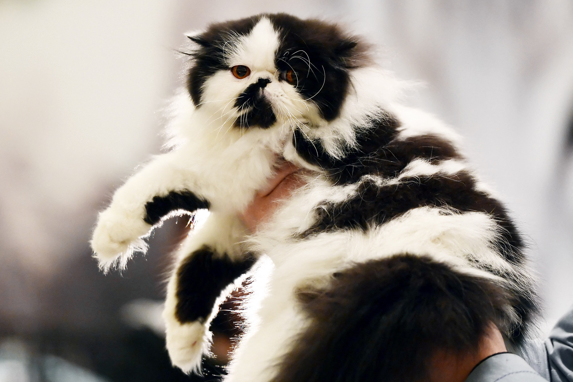 Fotó: AFP/LOUISA GOULIAMAKI Egy fekete-fehér perzsa macska vesz részt a World Cat kiállításon Athénban 2015. március 29-én. AFP PHOTO / LOUISA GOULIAMAKI