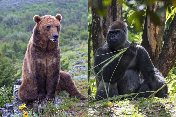 Gorilla vagy grizzly medve?