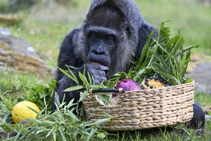 Hatvannyolcadik születésnapját ünnepli Fatou, a gorilla
