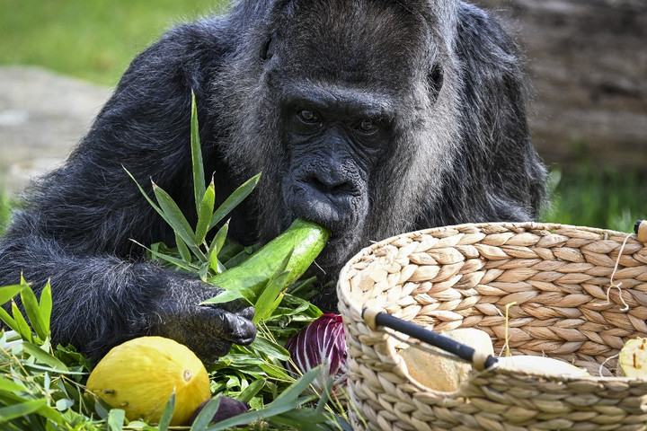 Társakat kapott a Nyíregyházi Állatpark hím gorillája