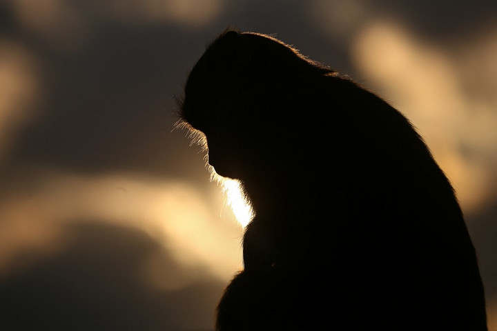 Fotó: NurPhoto via AFP/Sanjit Pariyar A jódli lehet a teremtéstörténet kulcsa?