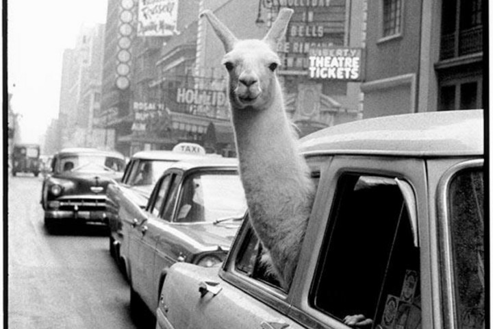 Fotó: Inge Morath Americana – Válogatás Pálfi György fotógyűjteményéből + VIDEÓ