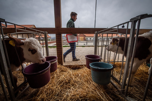 Magyarország kihirdetheti a mentességet a ragadós száj- és körömfájás ügyében