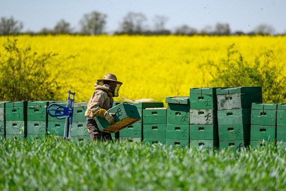 Tömeges méhpusztulás a szomszédban