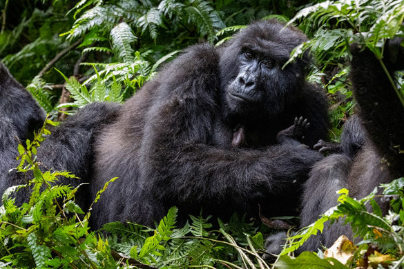 Ínyenc gorillák Kongóban