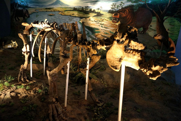 Új információk az ősi vízilovakról