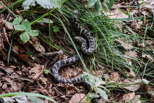 Ezt tegyük, ha megharap a vipera