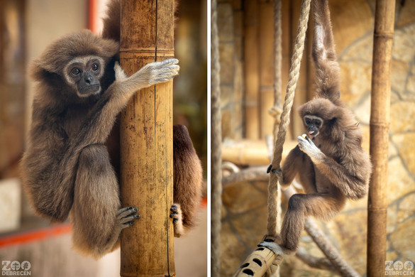 A fehérkezű gibbon párja egyenesen Svédországból érkezett