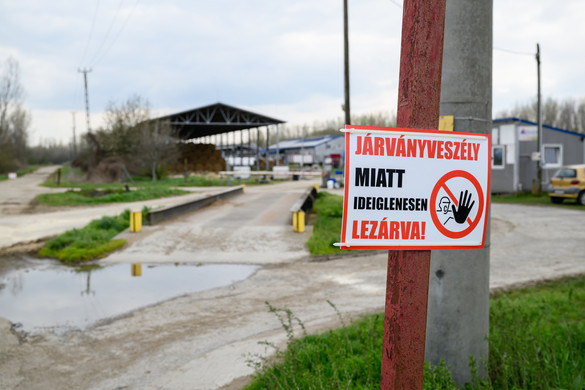 Hitelmoratóriummal is segíti a kormány a ragadós száj- és körömfájás sújtotta gazdálkodókat