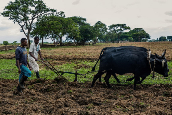 Zimbabwe először fizet kártérítést fehér farmereknek