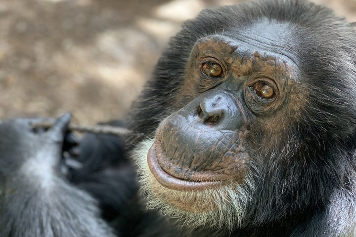Fotó: AFP/Center for Great Apes/Jessica Meaghan MAS Így éli mindennapjait Michael Jackson nyugdíjazott csimpánza