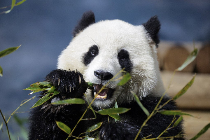 Fotó: Getty Images via AFP/Kayla Bartkowski Miért esznek a pandák bambuszt, ha inkább húsevők?