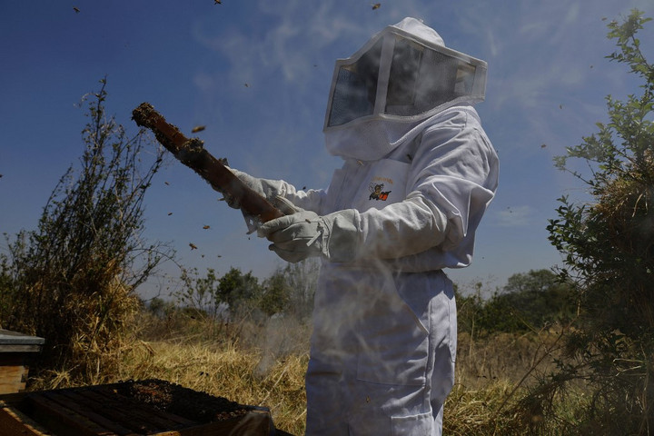Fotó: NurPhoto via AFP/NurPhoto/Gerardo Vieyra Stratégiai érdek a méhészeti ágazat támogatása