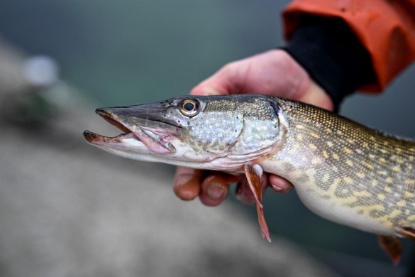 Megoldódott a kék színű csuka rejtélye