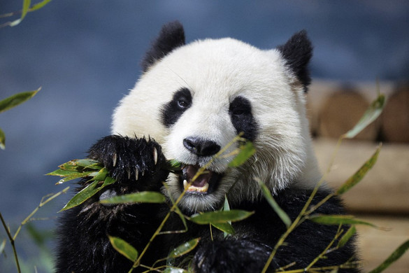 Miért esznek a pandák bambuszt, ha inkább húsevők?