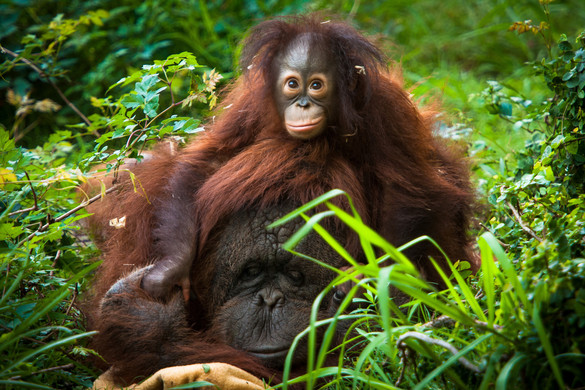 Az orangutánok emberszerű kommunikációs mintákat használnak