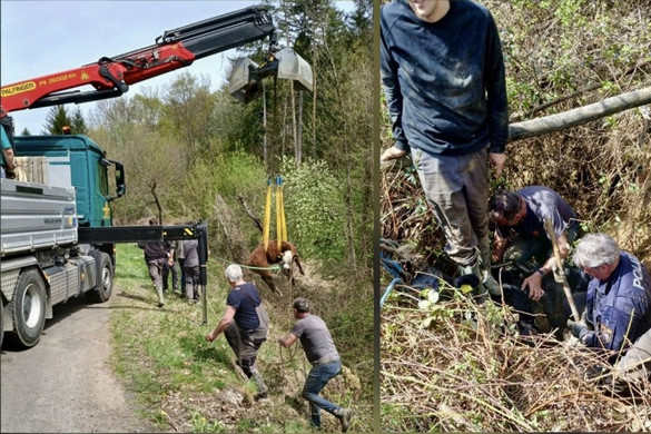 Sár és árok fogságából mentették a bikákat a járőrök