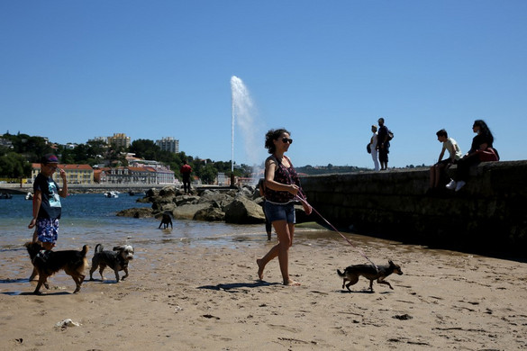Egyre több a kutyabarát strand