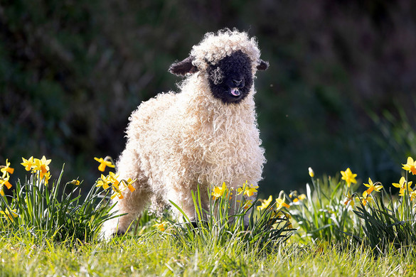 Ismerje meg a világ legaranyosabb bárányát!