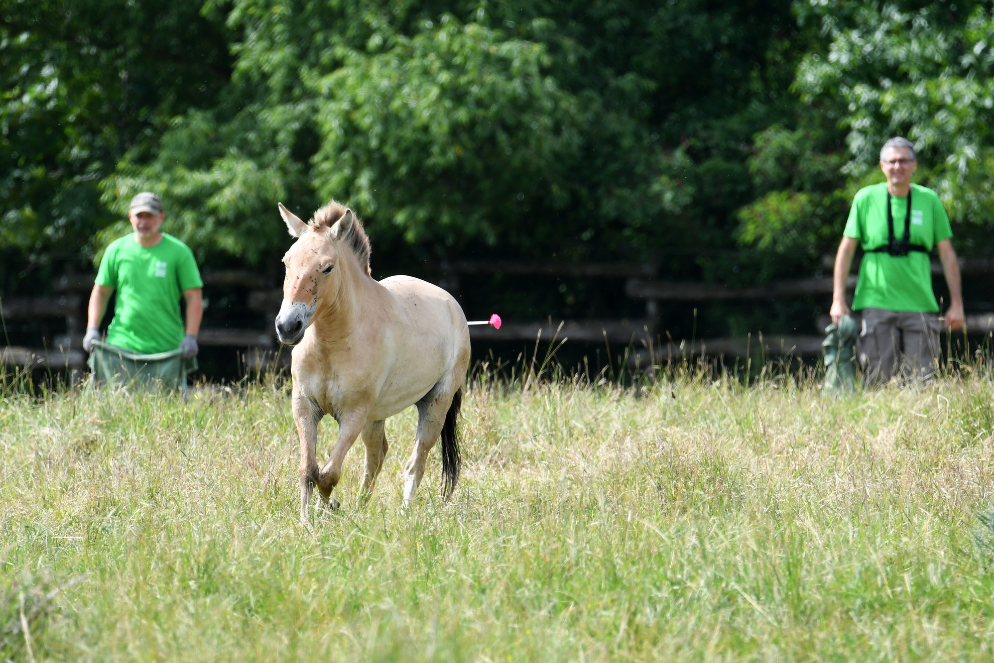 Przewalski-vadlovat készül befogni Sós Endre, a Fővárosi Állat- és Növénykert megválasztott főigazgatója (j) és Csobán Péter, a Hortobágyi Nemzeti Park Igazgatóság Pentezug Projekt szakértője a Malomháza Karantén területén 2025. június 2-án. A Hortobágyról telepítettek vissza Przewalski-vadlovakat Kazahsztánba, az Altin Dala rezervátumba