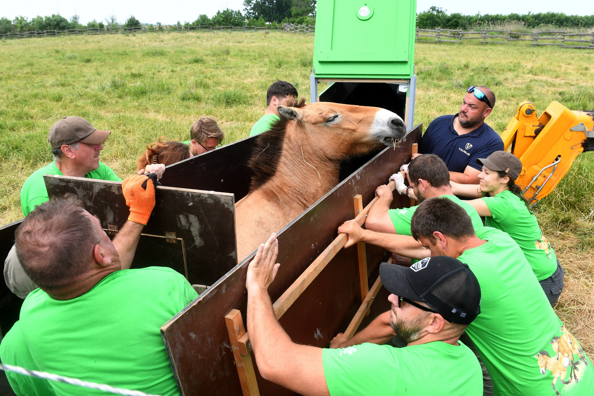 Przewalski-vadlovat helyeznek speciális szállítóládába a Hortobágyi Nemzeti Park dolgozói segítségével a Malomháza Karantén területén 2025. június 2-án. A Hortobágyról telepítettek vissza Przewalski-vadlovakat Kazahsztánba, az Altin Dala rezervátumba