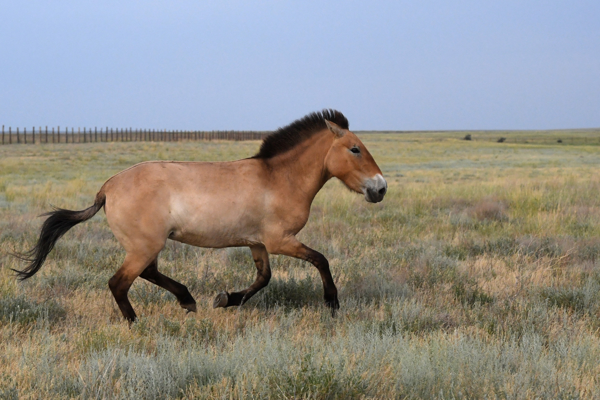 Visszatelepített Przewalski-vadló a kazahsztáni Altin Dala rezervátumban 2025. június 3-án. A Hortobágyról telepítettek vissza Przewalski-vadlovakat Kazahsztánba