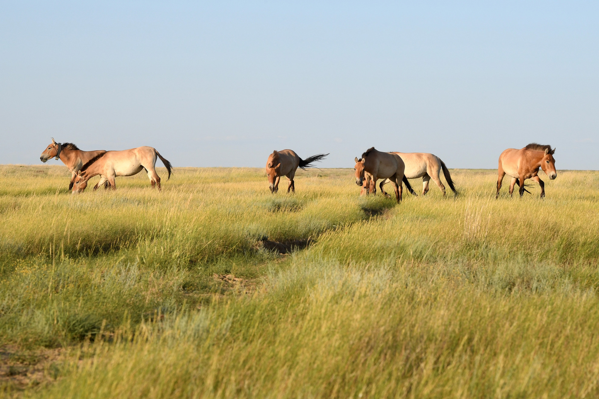 Visszatelepített Przewalski-vadlovak a kazahsztáni Altin Dala rezervátumban 2025. június 4-én. A Hortobágyról telepítettek vissza Przewalski-vadlovakat Kazahsztánba