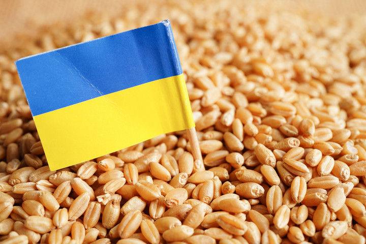 Fotó: NorthFoto Zöld utat kaptak az ukrán vetőmagok