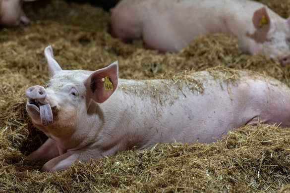 Előnyök itt és Pekingben