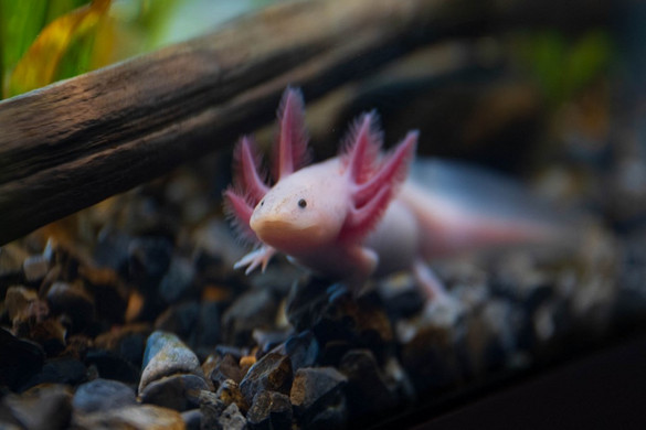 Az axolotlok rejthetik a végtagok újjánövesztésének kulcsát