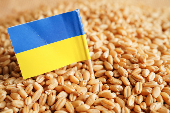 Zöld utat kaptak az ukrán vetőmagok