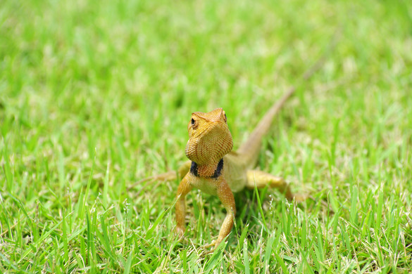 Farokharapás szeretetből