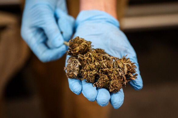 Rekordmennyiségű kannabiszt foglalt le a brit határrendészet