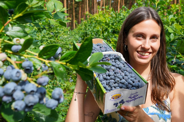 Páratlan páros ők ketten: az étcsokoládé és az áfonya