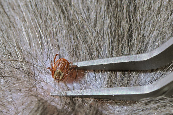 Apránként teszi tönkre az egyént a Lyme-kór