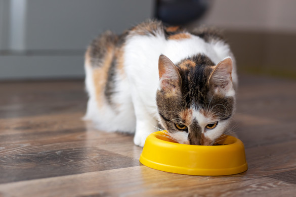 Hányszor kell etetni egy macskát naponta?