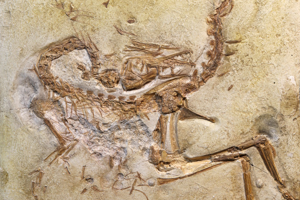 152 millió éves utolsó vacsorát tártak fel