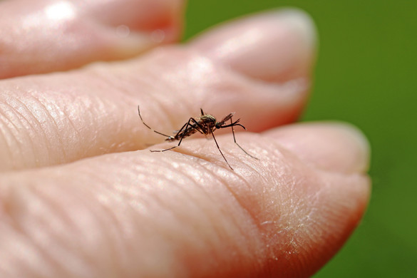 A chikungunya-láz járványkockázatot hordoz. Mit kell tudni a trópusi vírusról