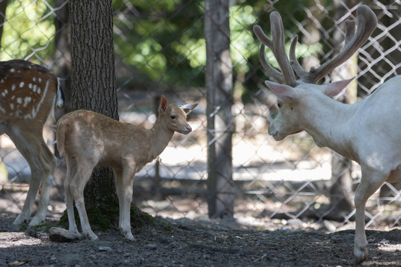 Különleges állat született a Budakeszi Vadasparkban