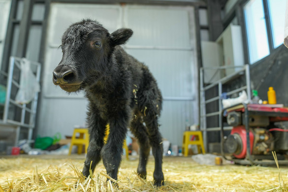 Kína sikeresen klónozott egy jakot