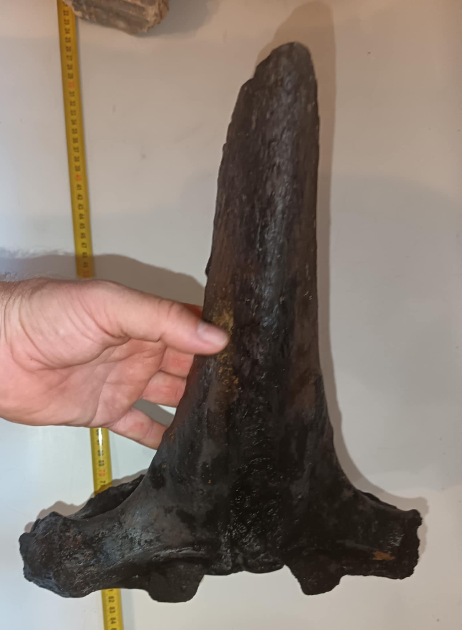 A Tisza mélyéről kerültek elő a mamut csigolya maradványai