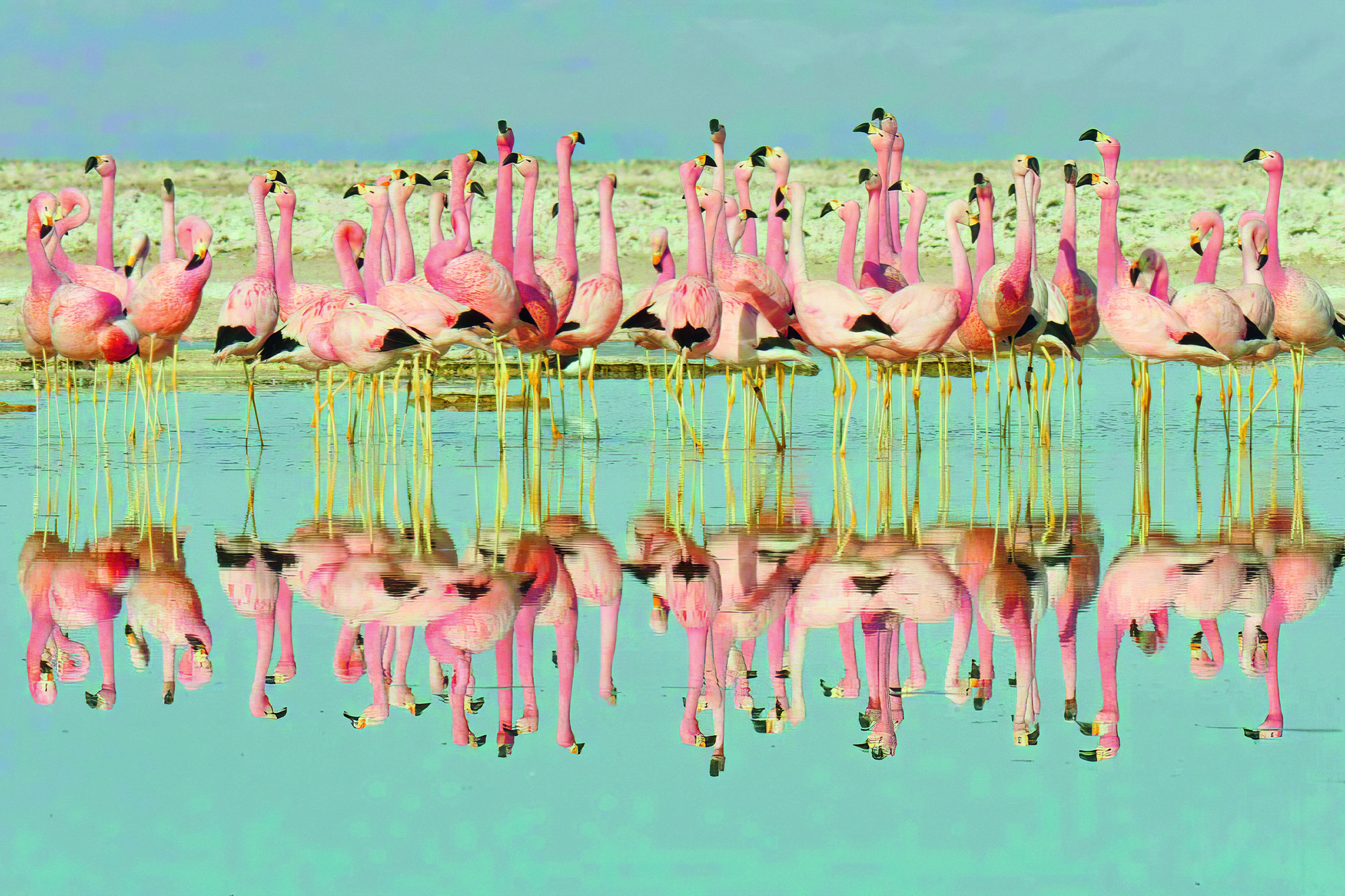 Fotó: MTVA/SPHERE ABACUS Flamingók Attenborough filmjéből
